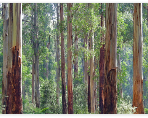 forest